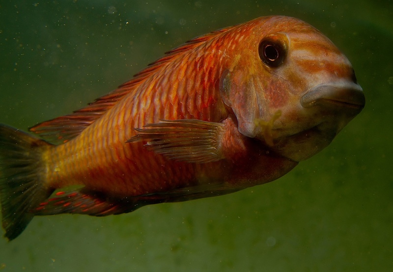 Tropheus sp. 'red' Kalambwe